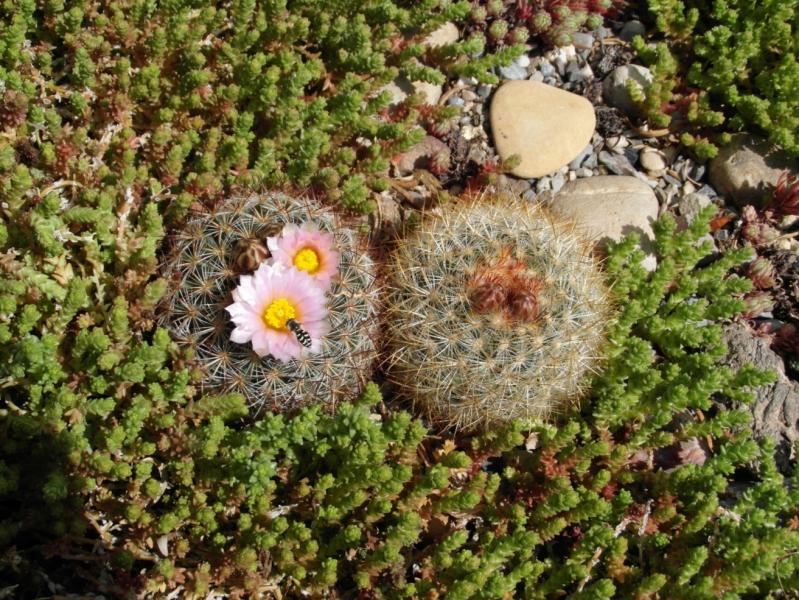 Pediocactus simpsonii.