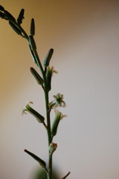 Haworthia_blooms.jpg