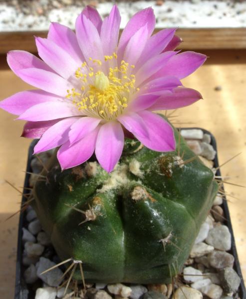 echinocereus knippelianus 080515.JPG