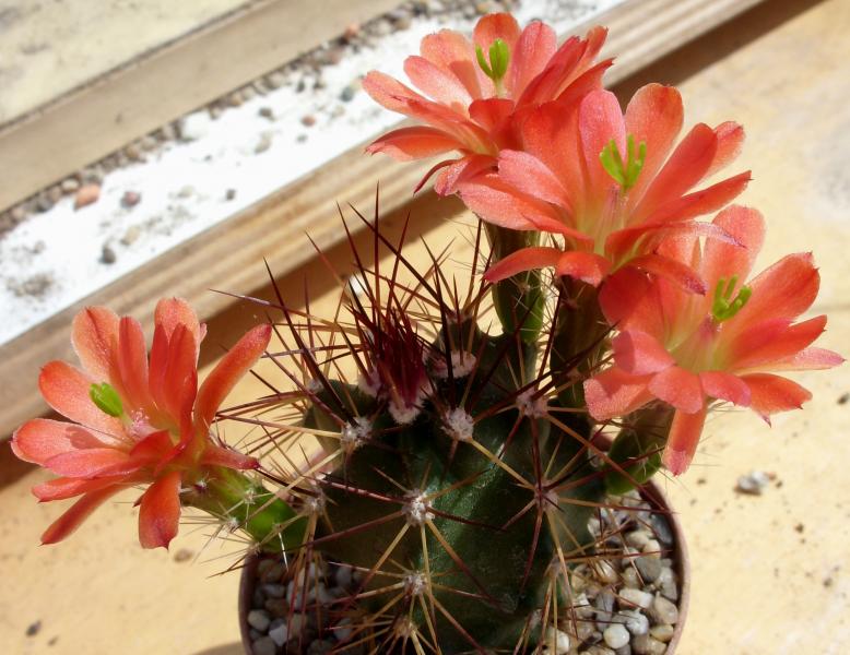 echinocereus arizonicus Xdavisii 100515.JPG