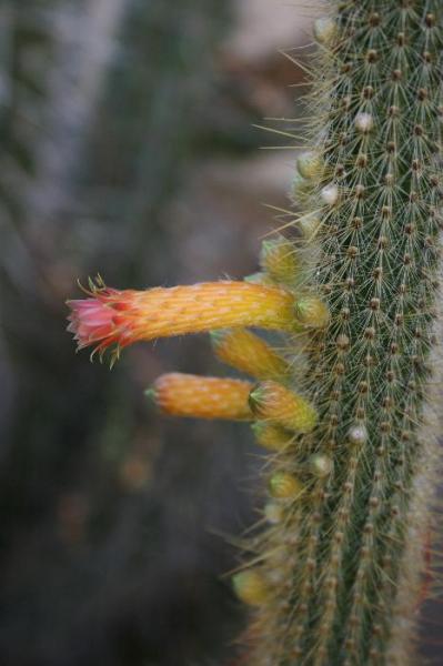Cleistocactus palhuayensis 1 (2015-May11)A.JPG