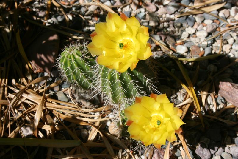 Echinocereus stoloniferus ssp tayopensis 3 (2015-May10).JPG