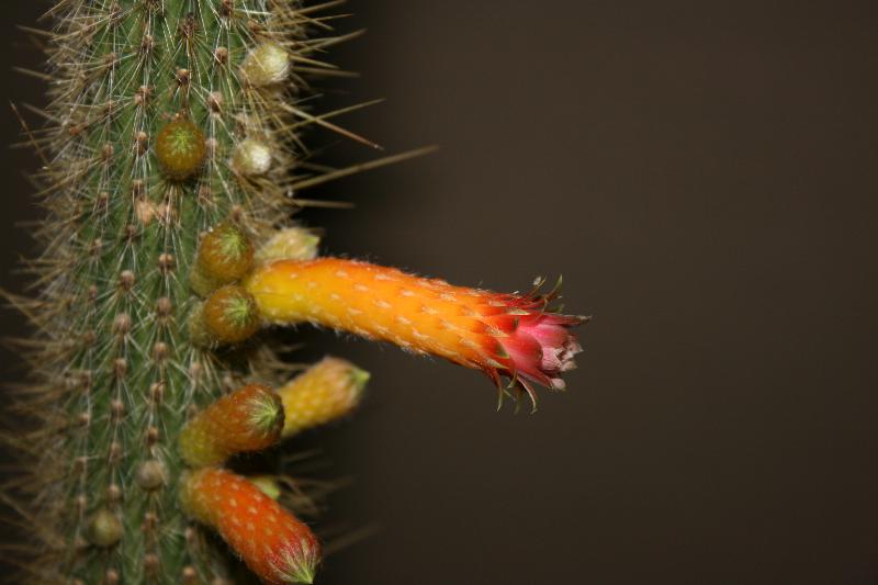 Cleistocactus palhuayensis 1 (2015-May11)B.JPG