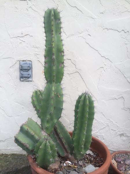 cactus.jpg