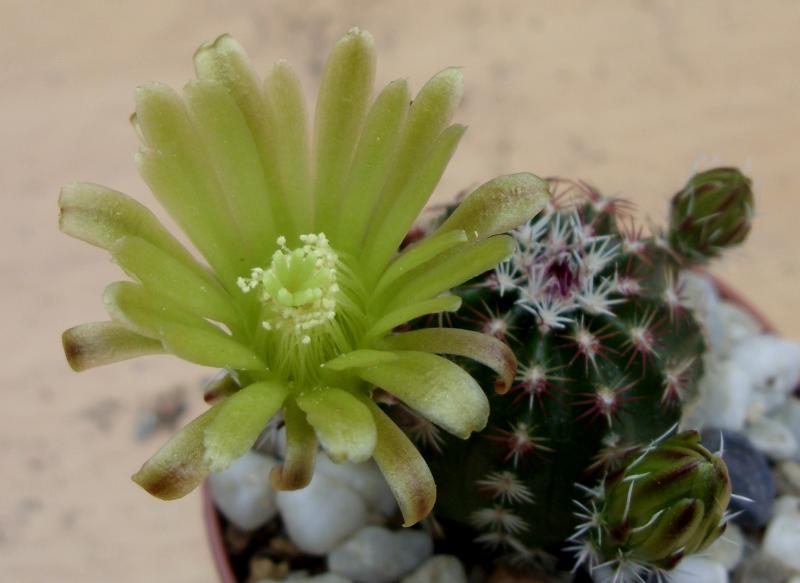 echinocereus viridiflorus 130515.JPG