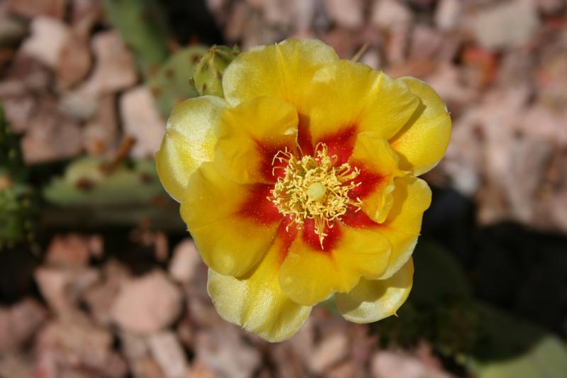 Opuntia macrorhiza (Chandler, AZ)