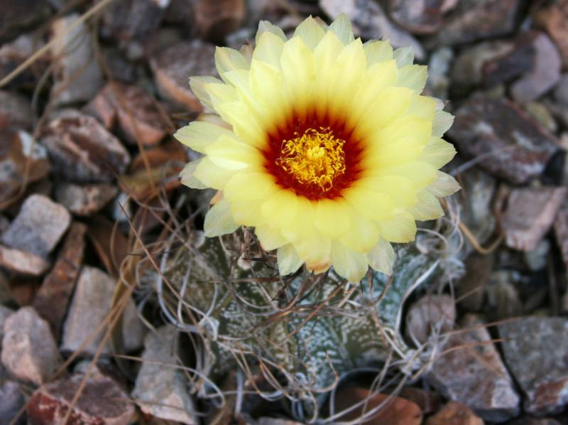 Astrophytum capricorne (Chandler, AZ)