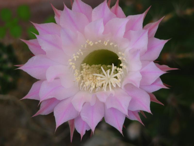 Echinopsis Hybrid