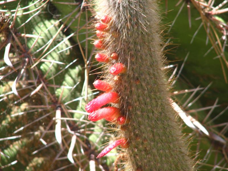 Cleistocactus hyalacanthus