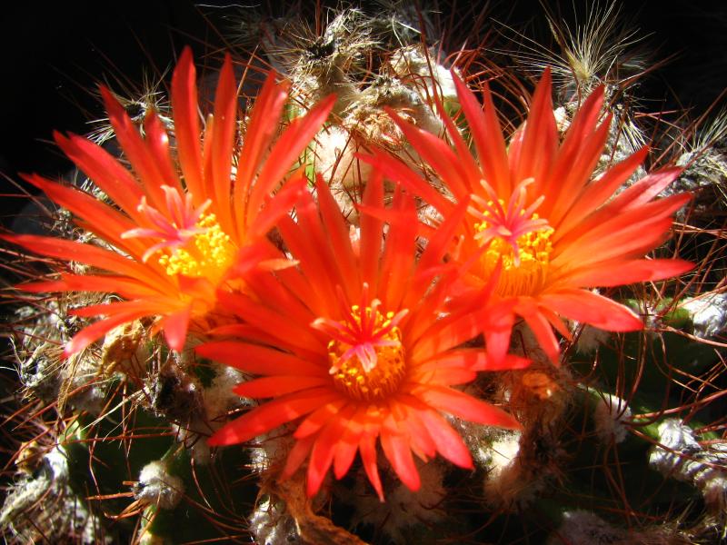 Parodia horstii