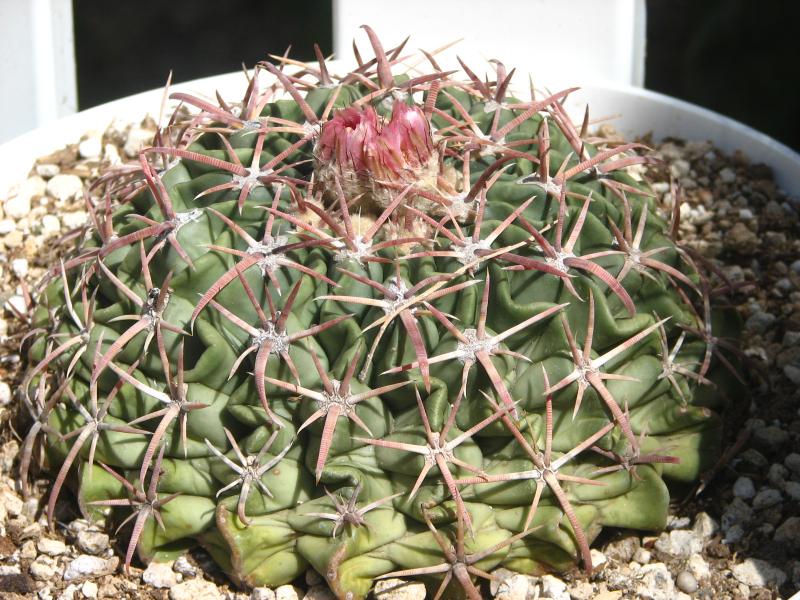 Echinocactus texensis