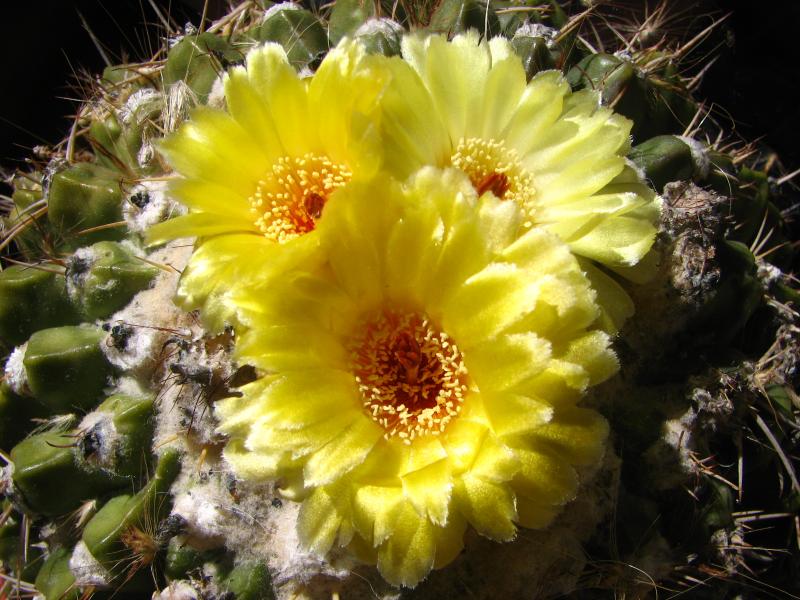 Parodia sellowii