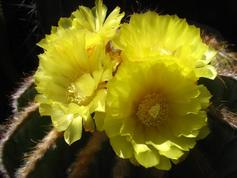 Parodia magnifica