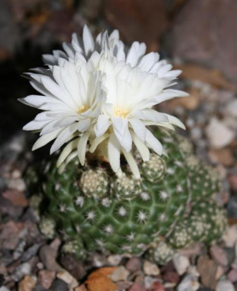 Discocactus buenekeri 1 (2015-May14)A.JPG