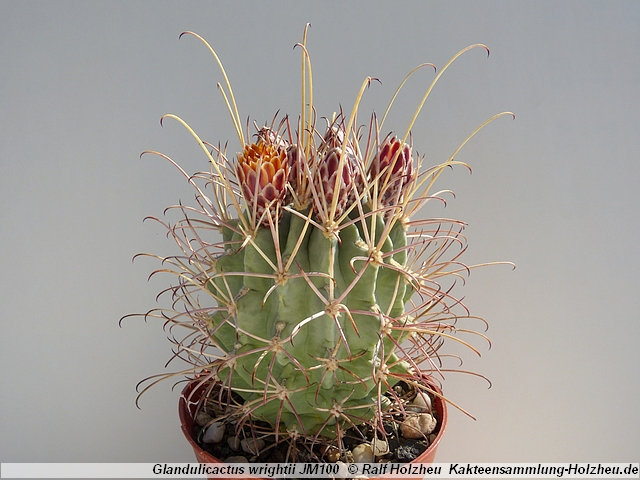 27_Glandulicactus_wrightii_JM100.JPG