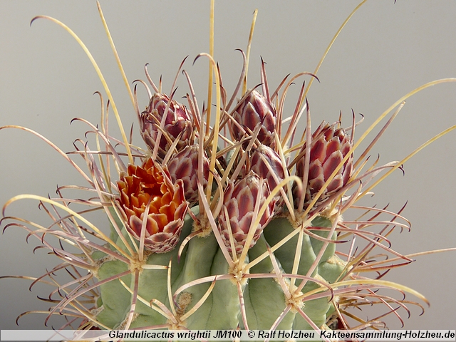 28_Glandulicactus_wrightii_JM100.JPG