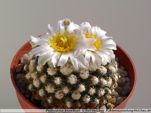 32_Pediocactus_knowltonii.JPG