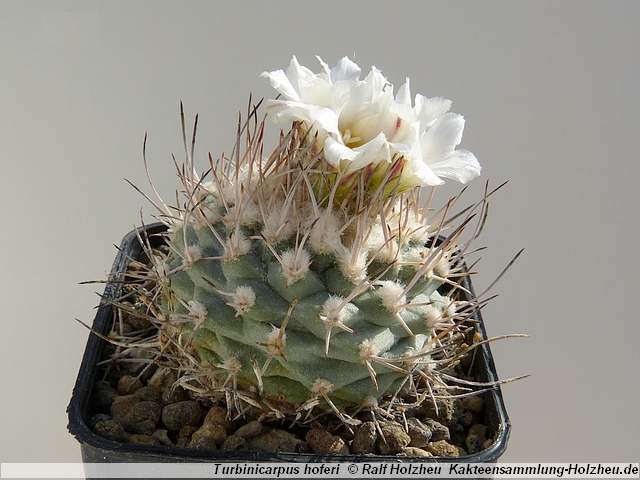 33_Turbinicarpus_hoferi.JPG