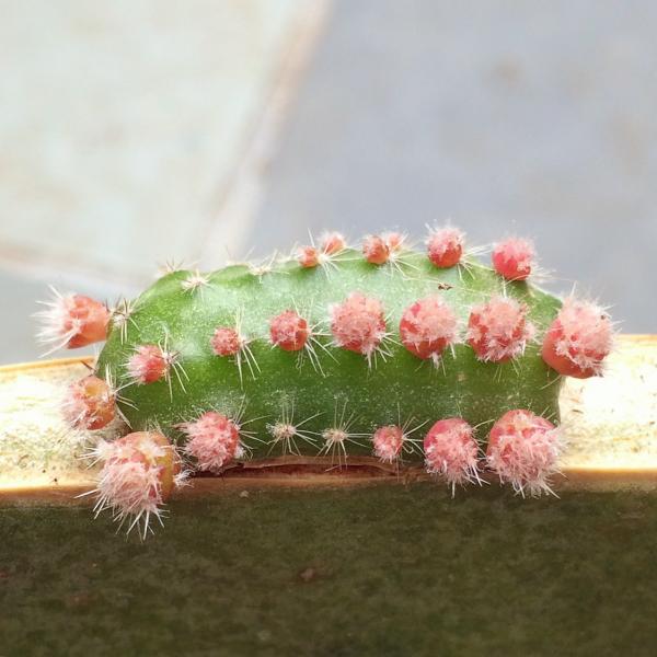 Echinopsis sp horizontal