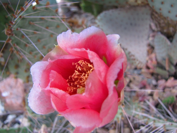 Opuntia5b.jpg