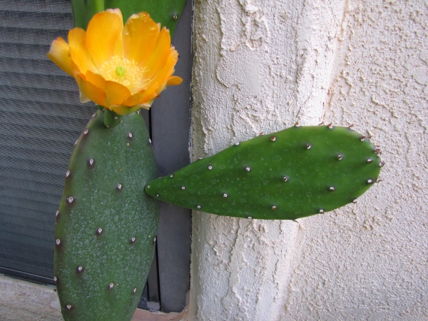 Opuntia6a.jpg