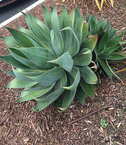 agave-2