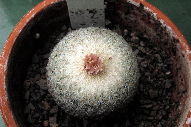 E. micromeris