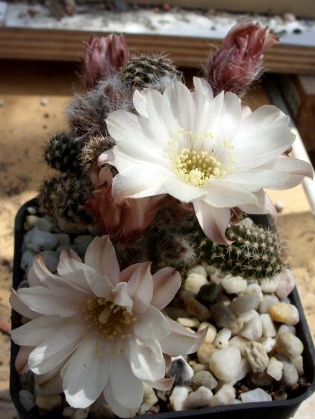 chamaecereus cv. albiflora 210515.JPG