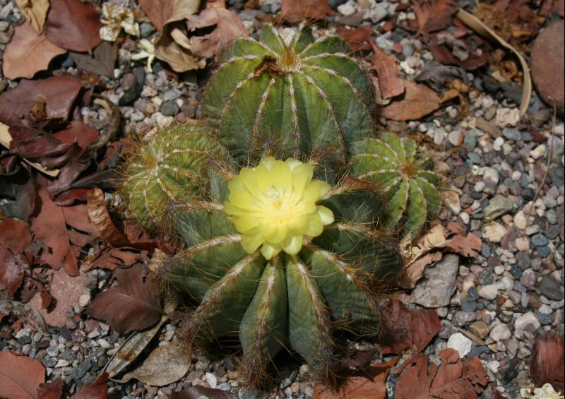 Notocactus magnificus (2015-May22).JPG