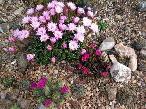 E_eyriesii, E_pentalophus and unknown Echinocereus1.jpg