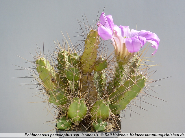 35_Echinocereus_pentalophus_ssp._leonensis.JPG