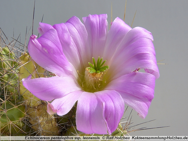 36_Echinocereus_pentalophus_ssp._leonensis.JPG