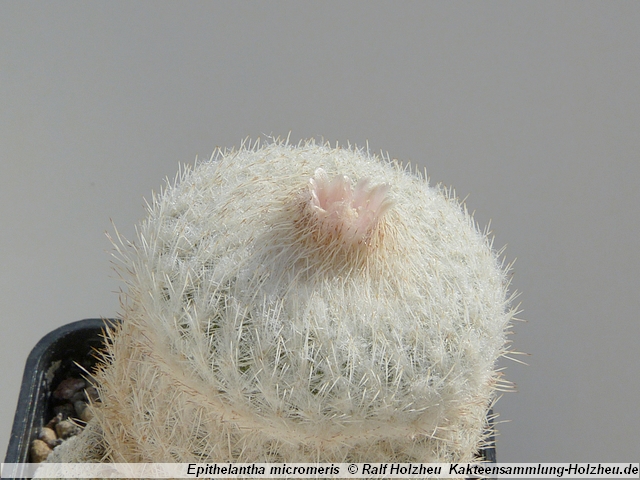 38_Epithelantha_micromeris.JPG