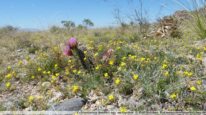 18_Echinocereus_fendleri_ssp._rectispinus.JPG