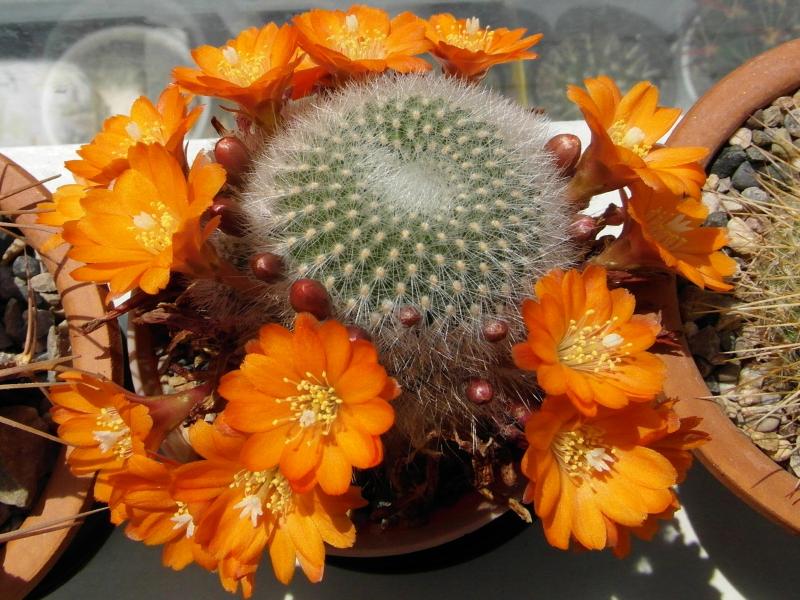 Rebutia fiebrigii - the second wave of flowers