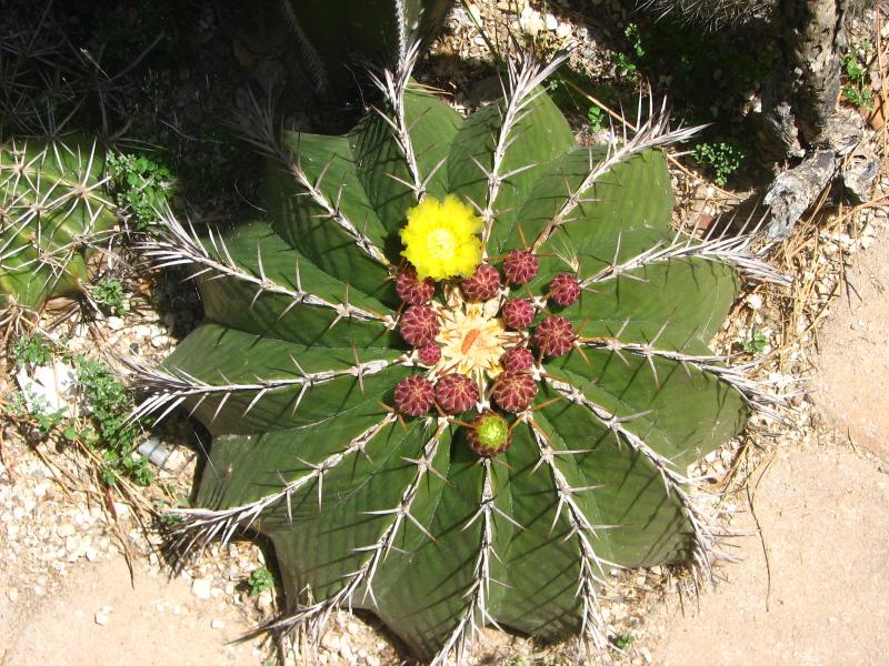 Ferocactus schwarzii