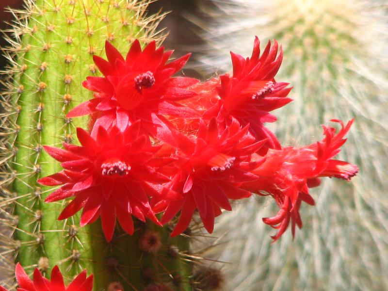 Cleistocactus samaipatanus