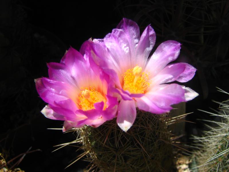 Thelocactus bicolor var. bolaensis