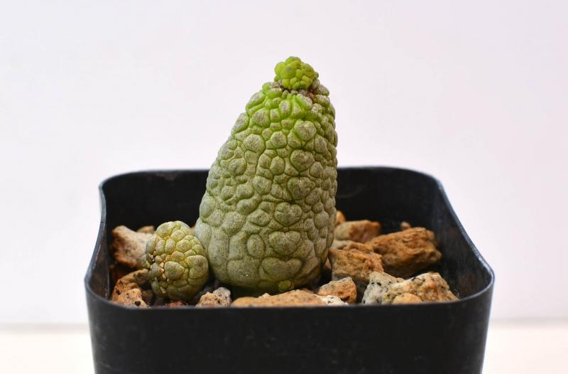 Pseudolithos miguirtinus x dodsonianus Hybrid 2