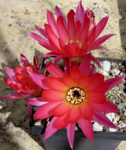 chamaecereus cv. rainbow 280515.JPG