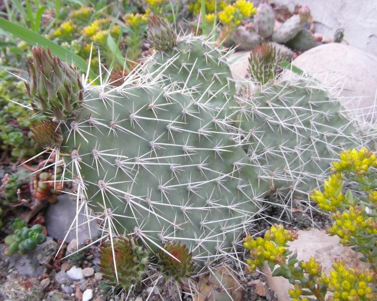 Opuntia polyacantha in the rock garden.