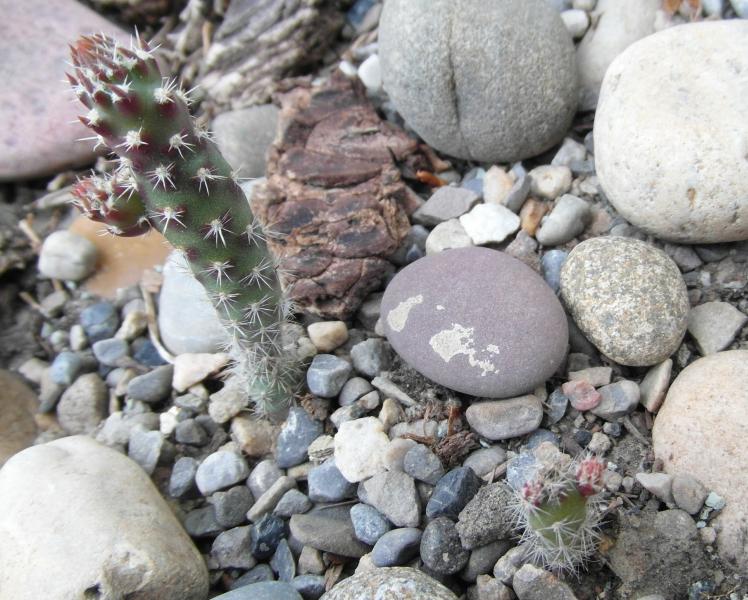 Seedlings of O. polyacantha branching.