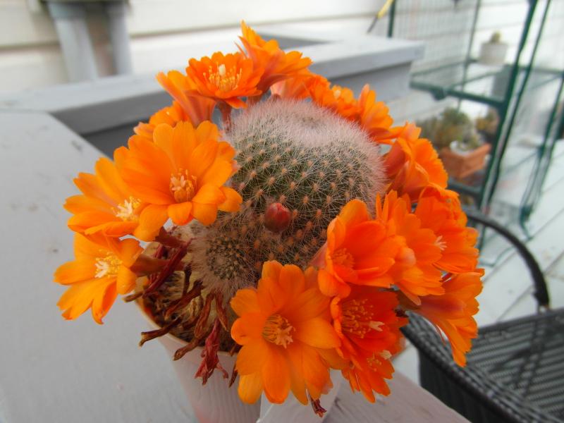 Rebutia fiebrigii - all in bloom, 28 flowers.