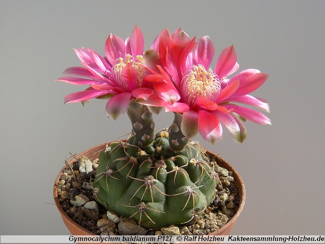 45_Gymnocalycium_baldianum_P127.JPG