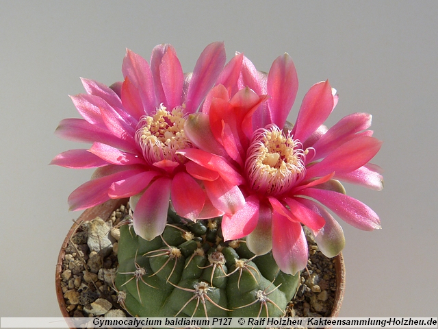 46_Gymnocalycium_baldianum_P127.JPG