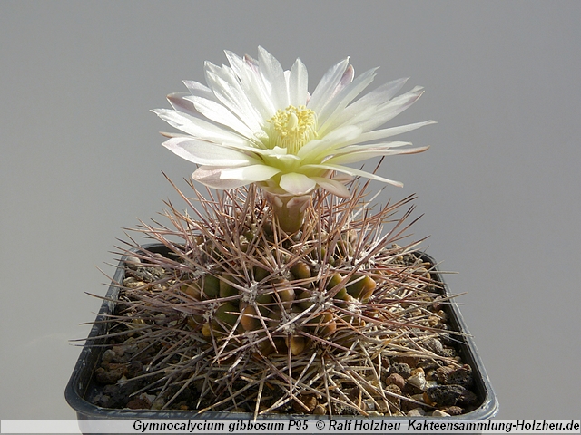 47_Gymnocalycium_gibbosum_P95.JPG