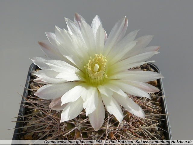 48_Gymnocalycium_gibbosum_P95.JPG