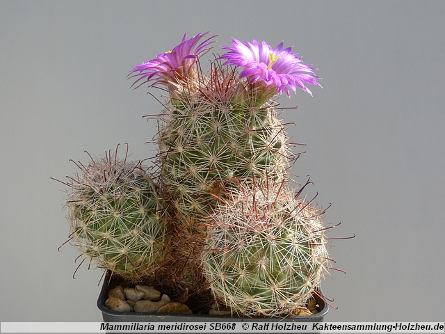 51_Mammillaria_meridirosei_SB668.JPG