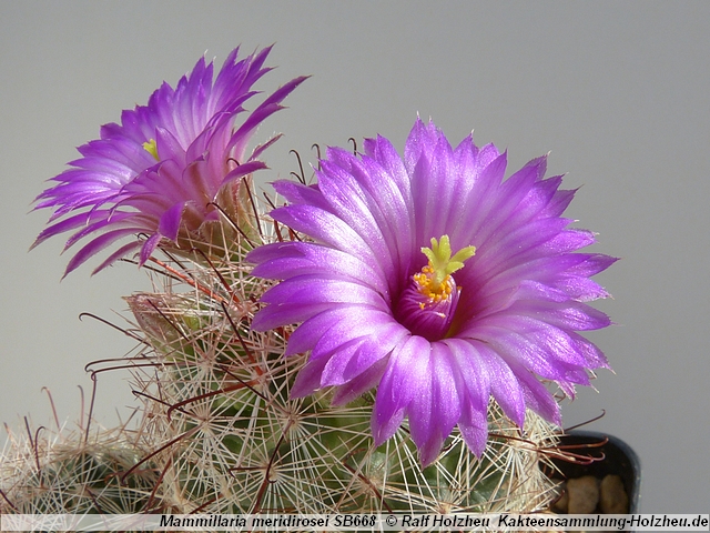 52_Mammillaria_meridirosei_SB668.JPG