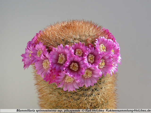 54_Mammillaria_spinosissima_ssp._pilcayensis.JPG